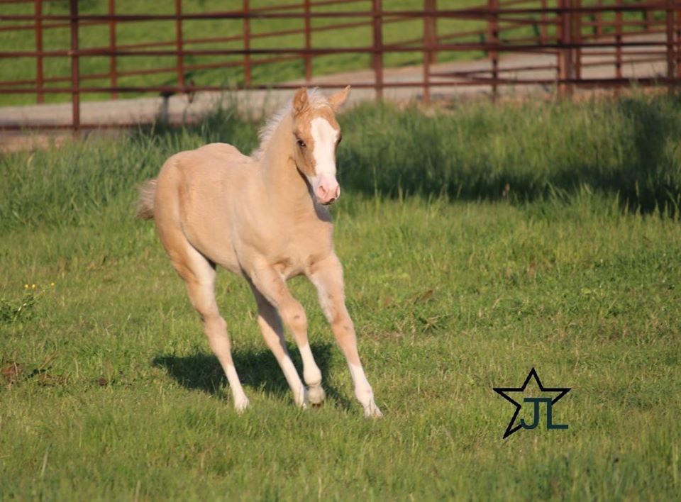 reining colt by arc gunnabeabigstar