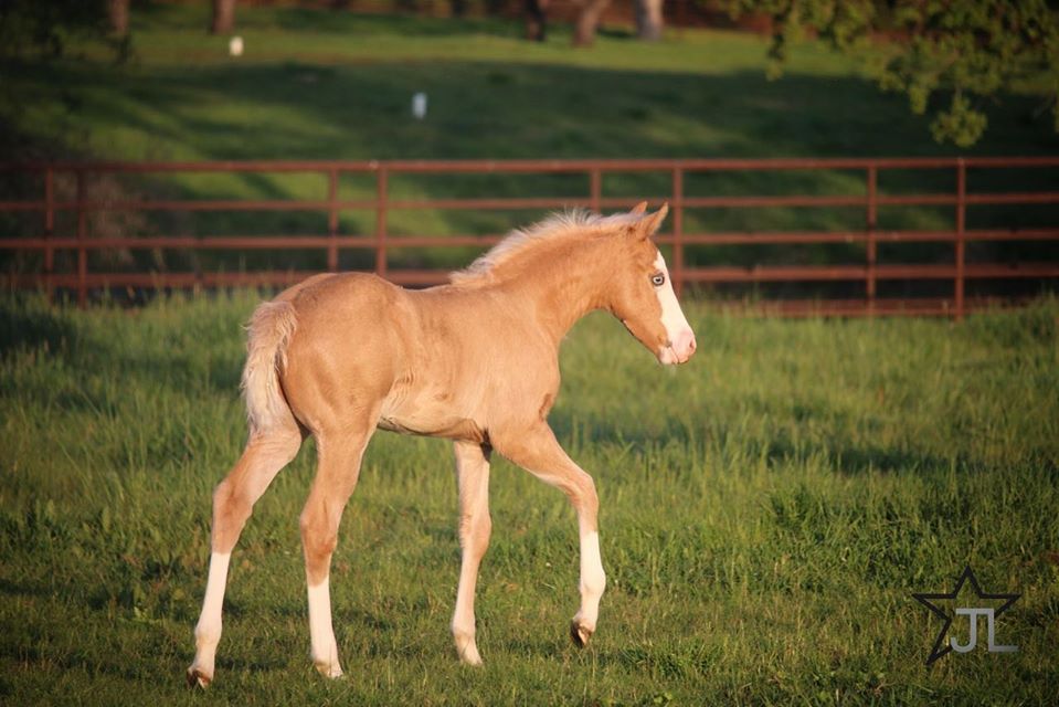 hf mobster palomino reining colt